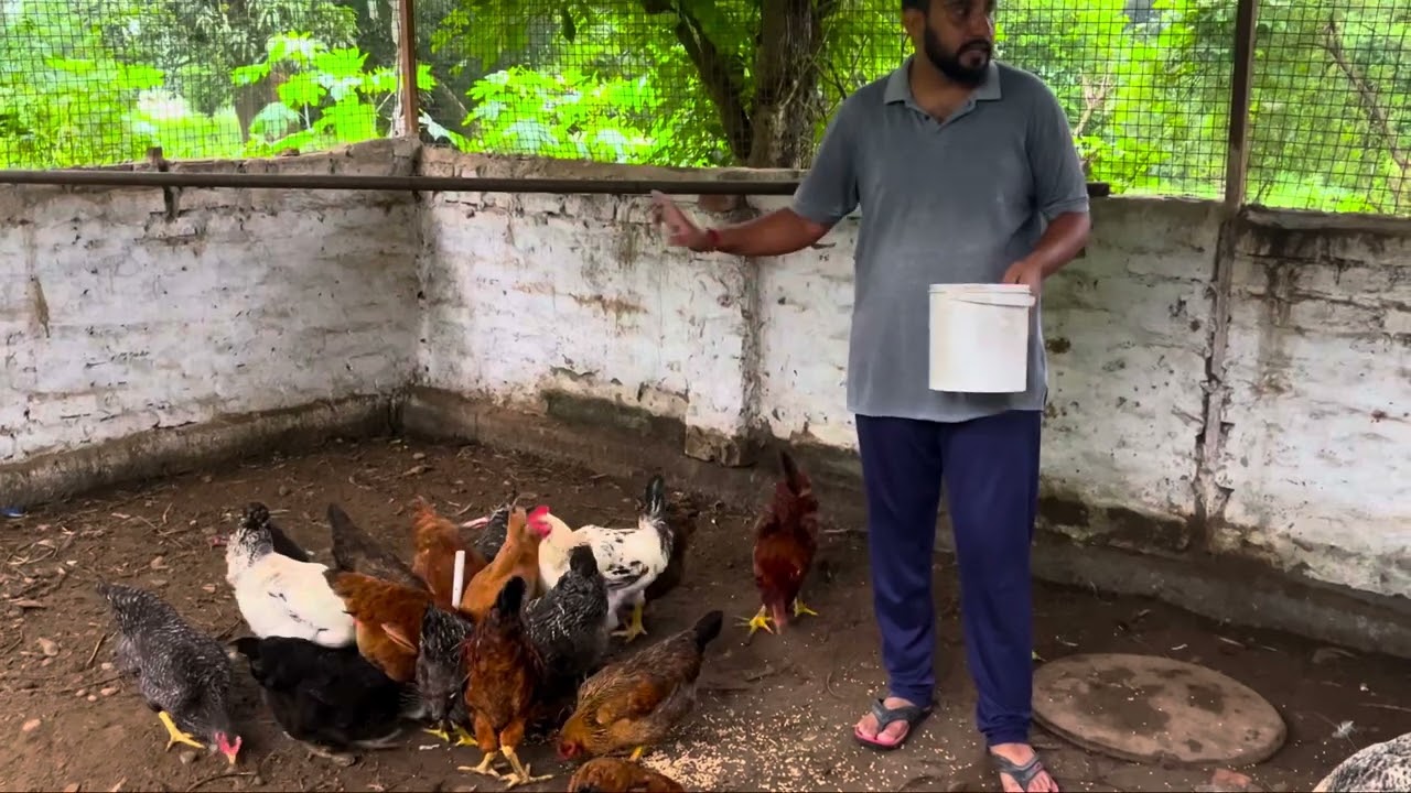 Farm update 16 aug 2025 desi poultry farm 