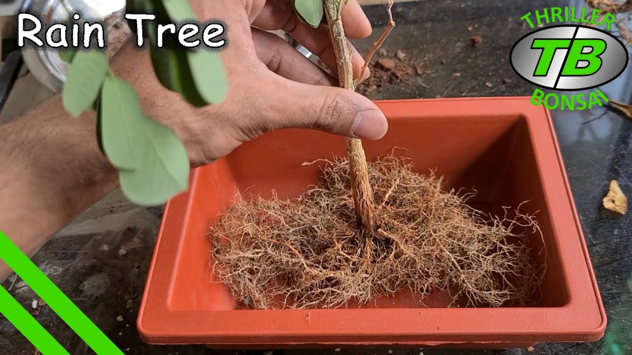 Rain Tree - Repotting for recovery - Training bonsai from seed - Year 3