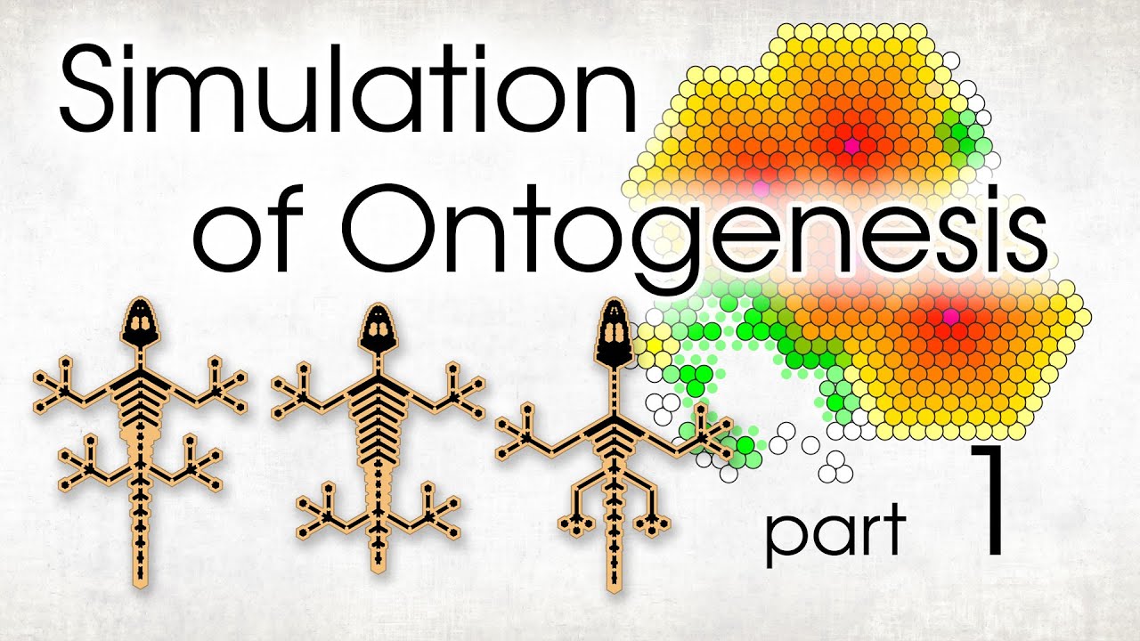 From One Cell to a Multicellular Organism. Part 1.