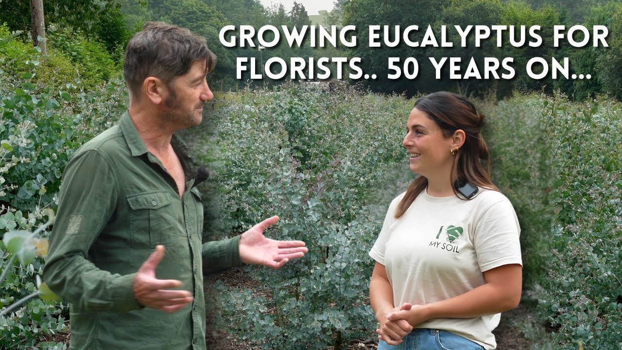 Eucalyptus in Wales? How This Farmer Made It Work