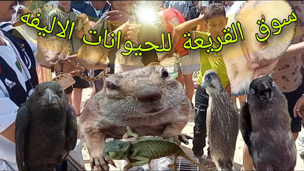 سوق القريعة للطيور والحيوانات الاليفه تعرف على جميع الحيوانات+الغراب+أفعى+الاسنجاب+حرباء+العوسق
