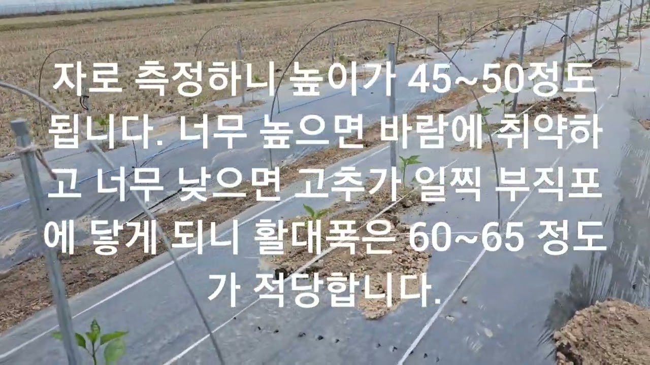 고추심기 부직포 터널재배 설치 방법 자세히 알려드립니다.