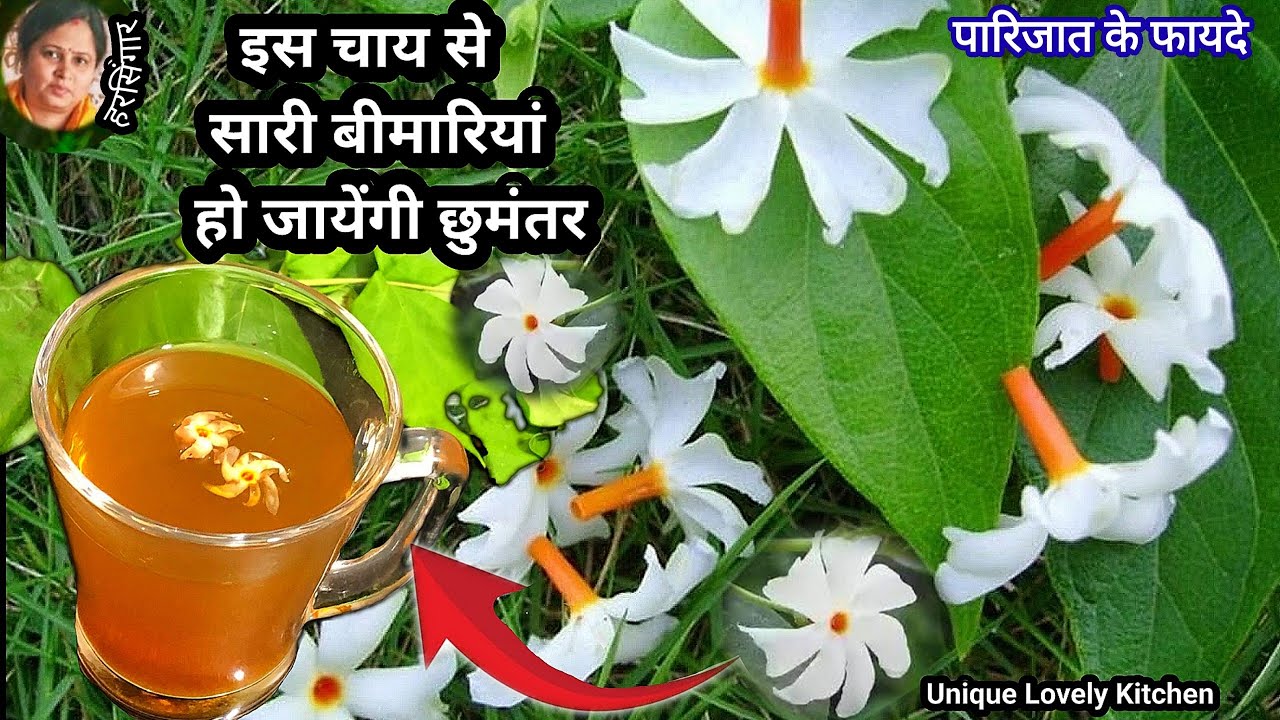 पारिजात (हरसिंगार) का काढ़ा | Parijat ka kadha kaise banate hain | harsingar ka kadha kaise banaye 🌼