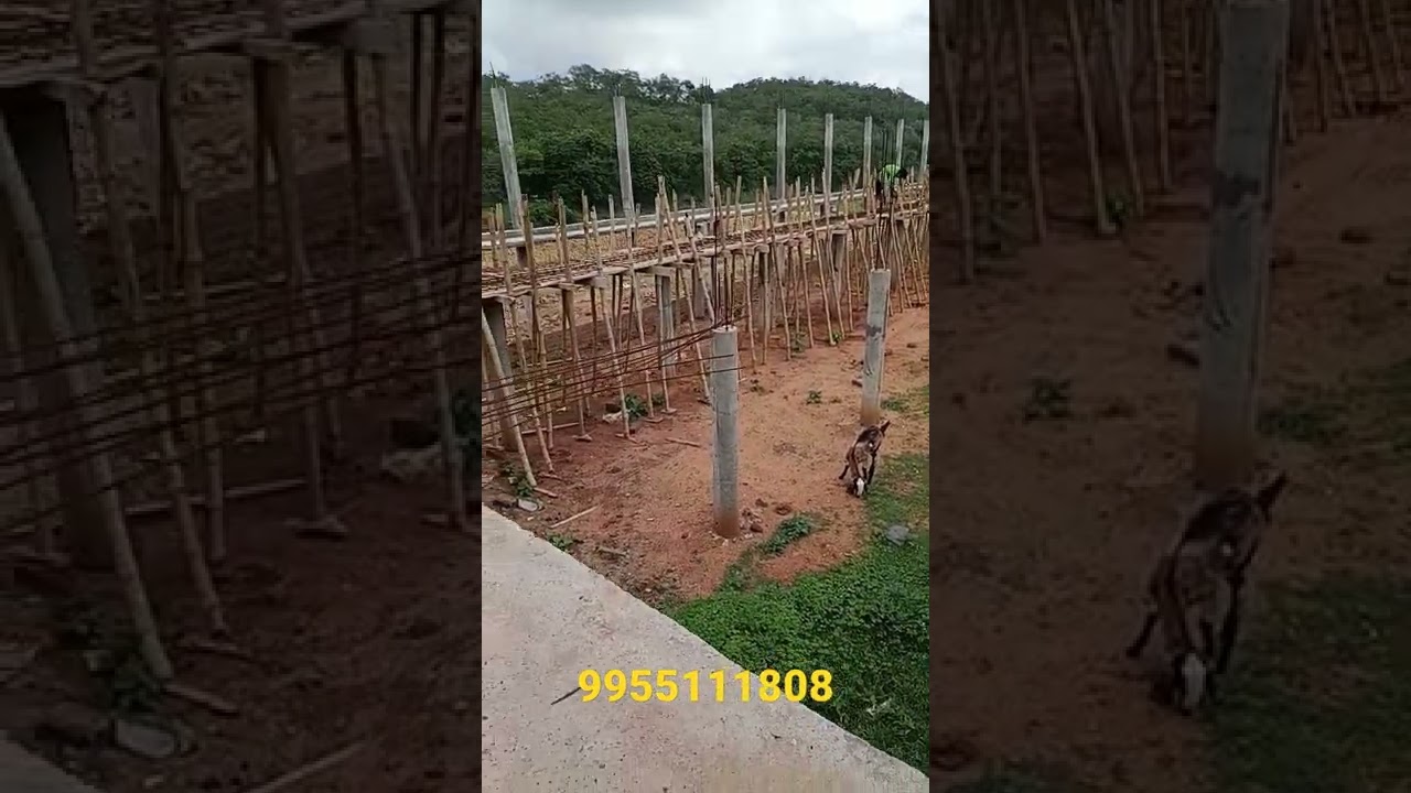 How to start Layer poultry farming in India l Layer farm construction l Layer farming #farmingindia