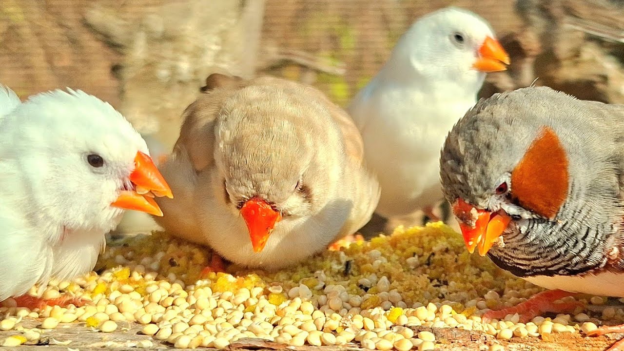 Zebra finch share tricks for singing loudly and sweet song to each other. Zebra finch singing sound
