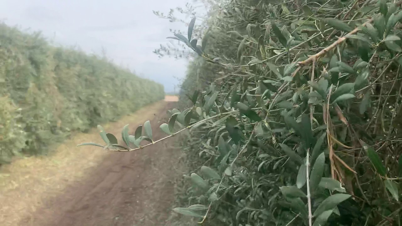 AGRITEC Ingenieros. Resultado de poda lateral con discos en plantacion superintensiva adulta