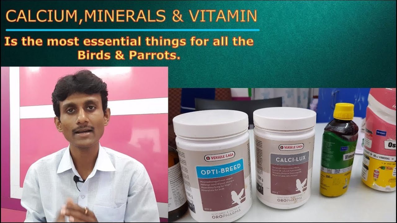 Parrots Birds Breeding Tips / Vitamines,calcium & Minerals for Birds Parrots.