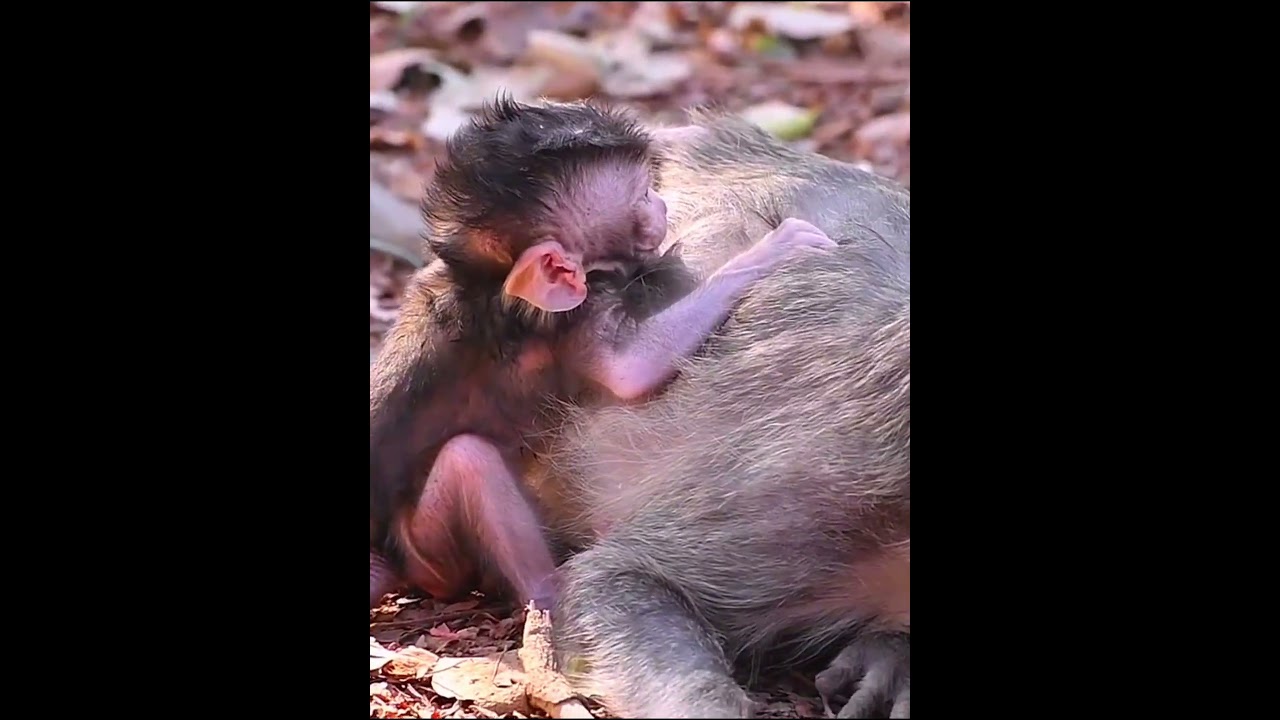 Tiny baby monkey trying to request milk from mom 