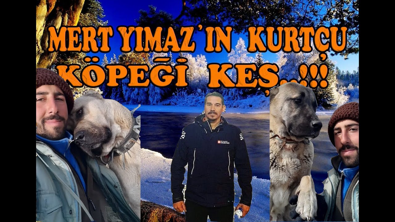 BİROL BAŞYİĞİT ÜMİT USTA CANLI YAYIN’DA MERT YILMAZ’IN KURTÇU KOPEĞİNİ KONUŞUYORLAR