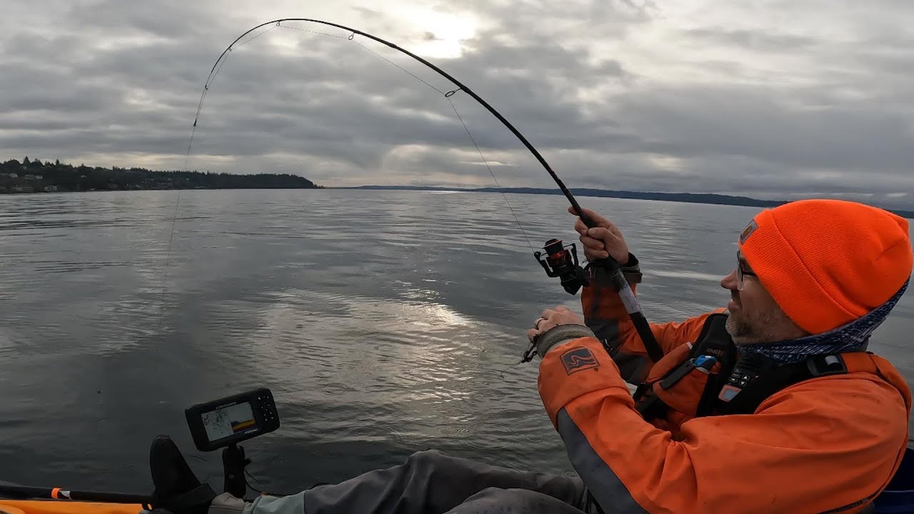 PLAGUE OF LINGCOD while Kayak Fishing for Seaperch