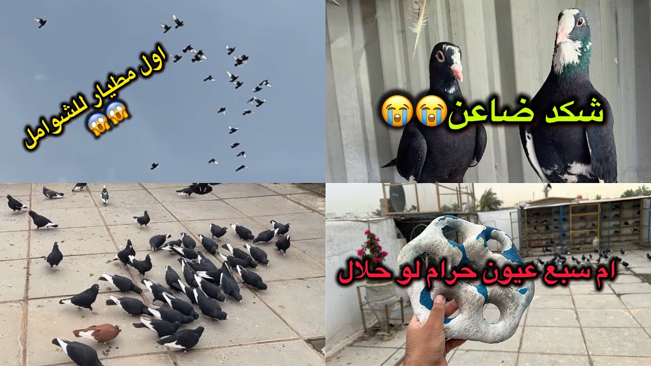 طارن الشوامل كلهن😳شكد ضاعن من الطيور😭