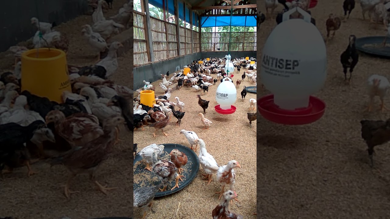 Ayam Joper usia 28 hari
