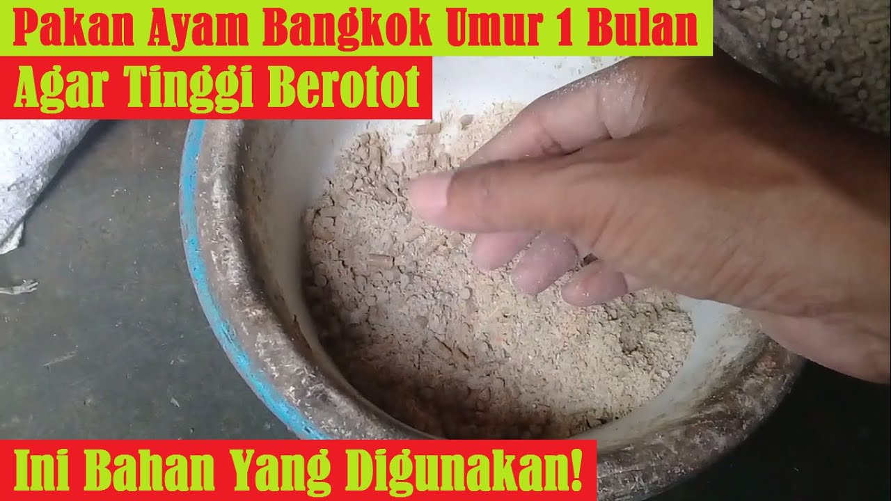 Pakan Ayam Bangkok Umur 1 Bulan || Tinggi Berotot Ini Dia Rahasianya