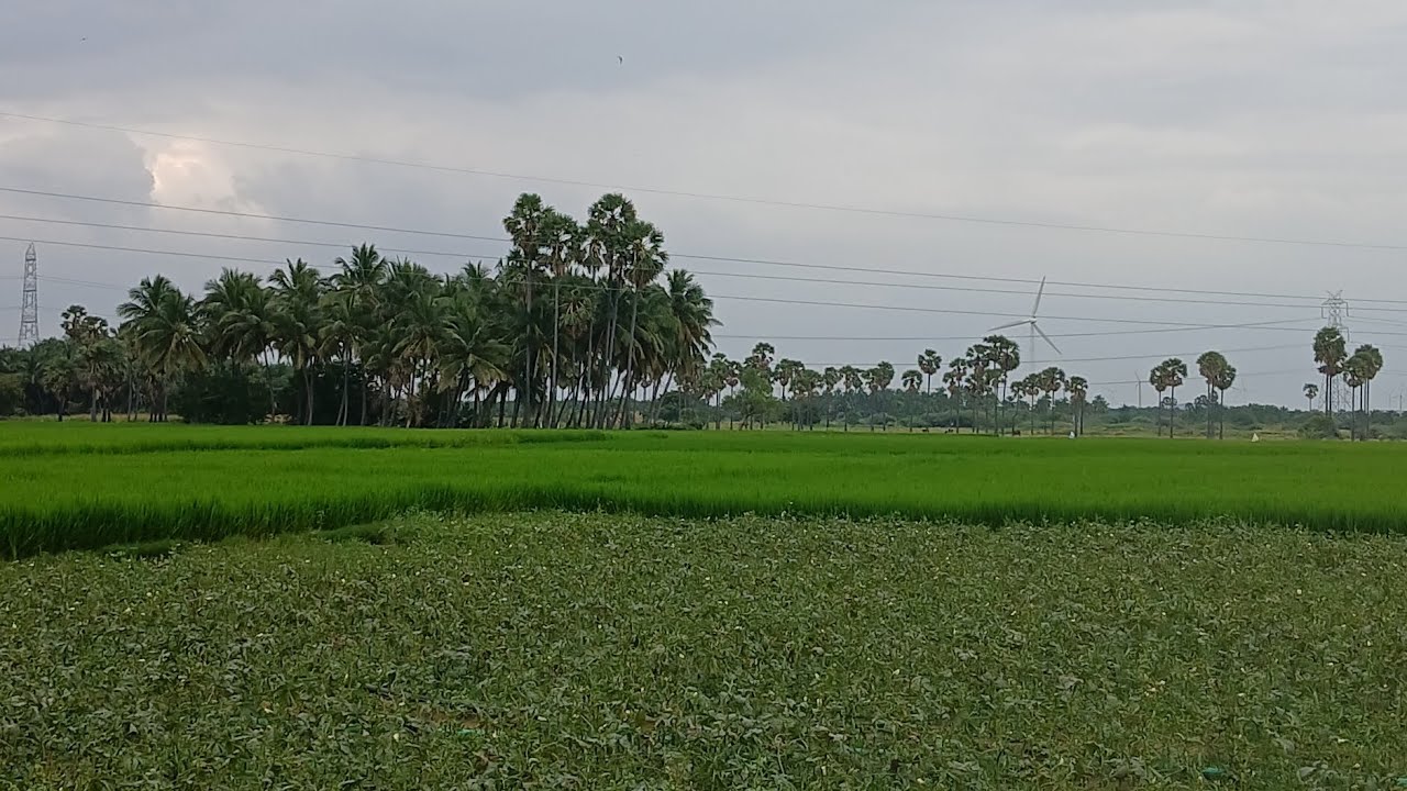 தோட்டம் சுற்றி பார்க்கலாம்@priyarajkutty