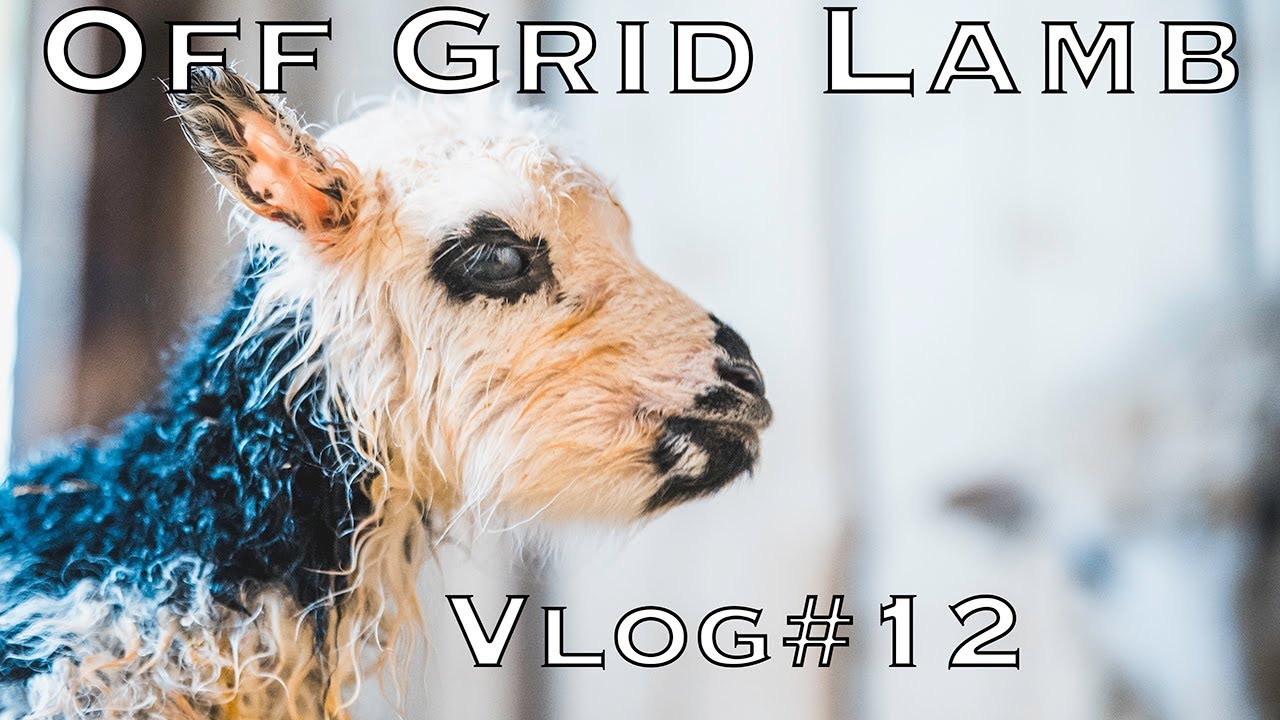 Off Grid Lambs | We didn't expect this so soon!