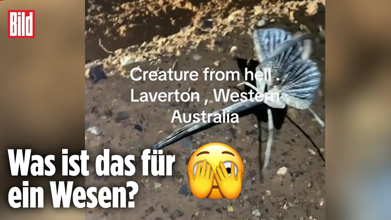 &bdquo;H&ouml;llen-Kreatur&ldquo; schockt Millionen | Australien