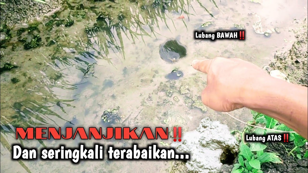 SEPERTI INI‼️CARA MENCARI LUBANG BELUT SAAT KONDISI AIR  SAWAH PENUH