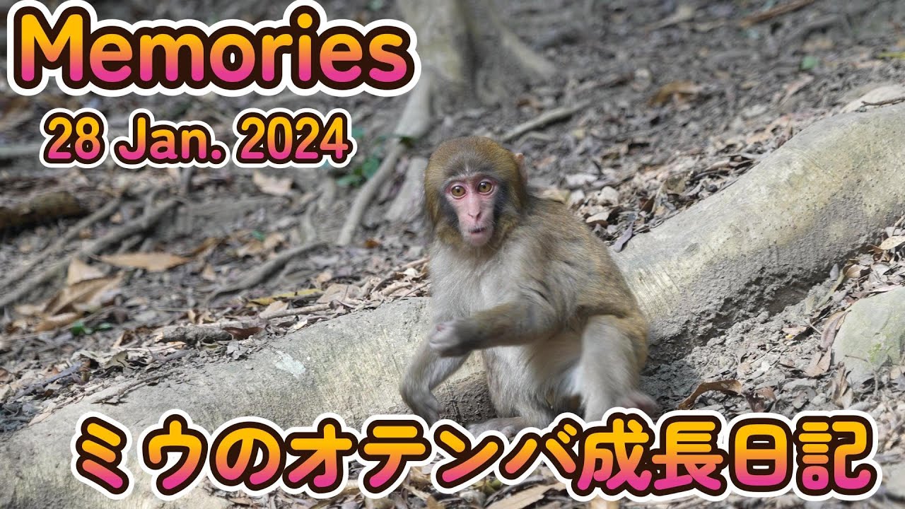 【赤ちゃん・ニホンザル・４K動画】ミウのオテンバ成長日記　2024年1月28日