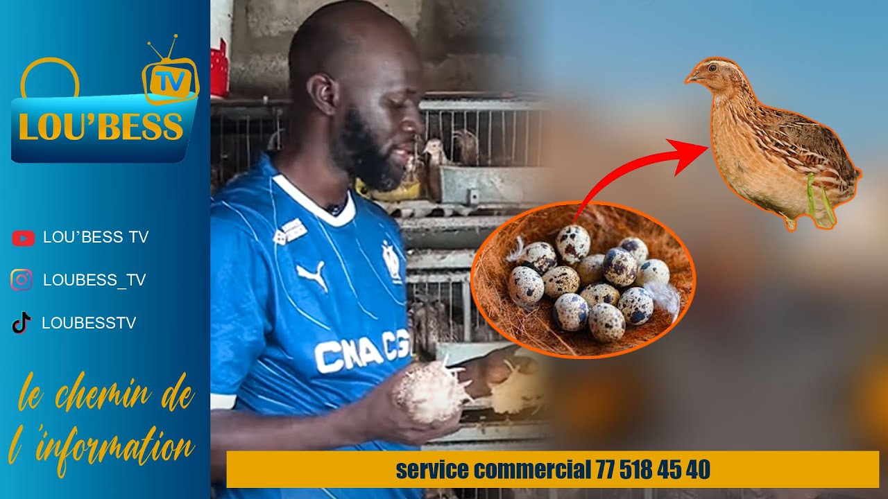 TOK JOB - Élevage de Cailles, les avantages et bienfaits des œufs, business très rentable au Sénégal