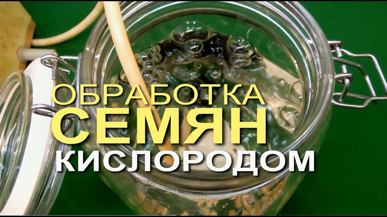ЗАМАЧИВАНИЕ СЕМЯН ПЕРЦА и БАКЛАЖАНА. Обработка КИСЛОРОДОМ! Советы от Зеленого Огорода.