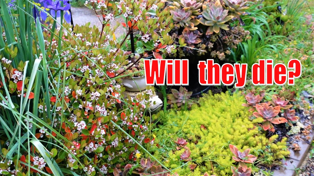 RAIN and SUCCULENTS | VLOG #154 Succulents & Coffee with Liz