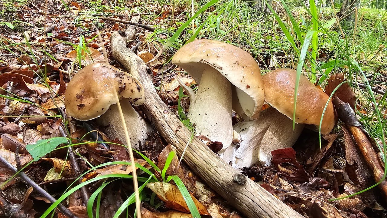 FUNGHI PORCINI 2025 - SETTEMBRE MAGICO CON LA ZANETTA...