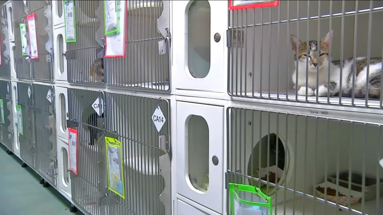 Animals at Wake County animal shelter face euthanization