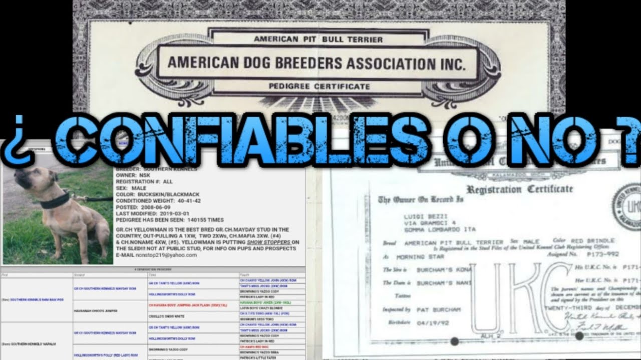 ¿ Que tan CONFIABLES son los registros PEDIGREE ONLINE, ADBA, UKC en el AMERICAN PIT BULL TERRIER ?