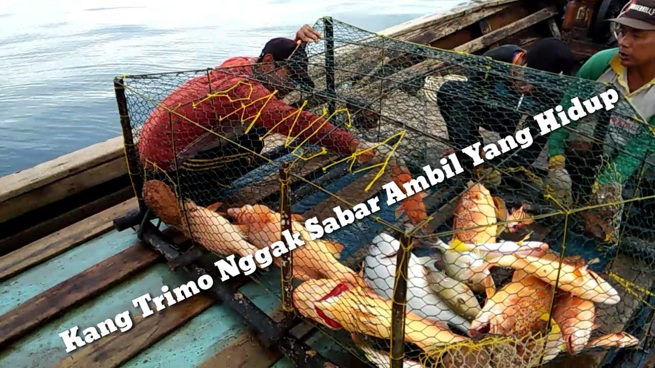 Alhamdulillah pagi pagi narik bubu dapat kerapu sono, Bubu perangkap ikan //Bubu mania episode 7