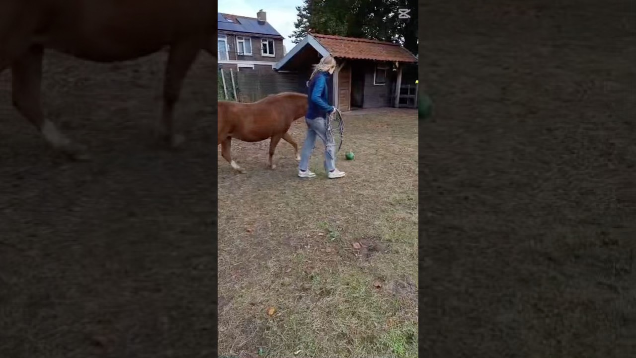 Dit is me nieuwe verzorgpony! #capcut #horse #equestrian #pony #horseriding #paard #eq #foryou