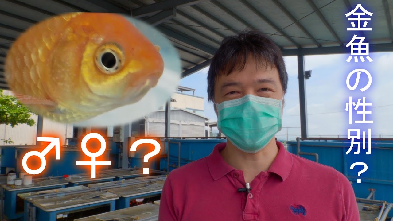 Experiments of Goldfish Developmental Biology #01: how to separate male and female goldfish.