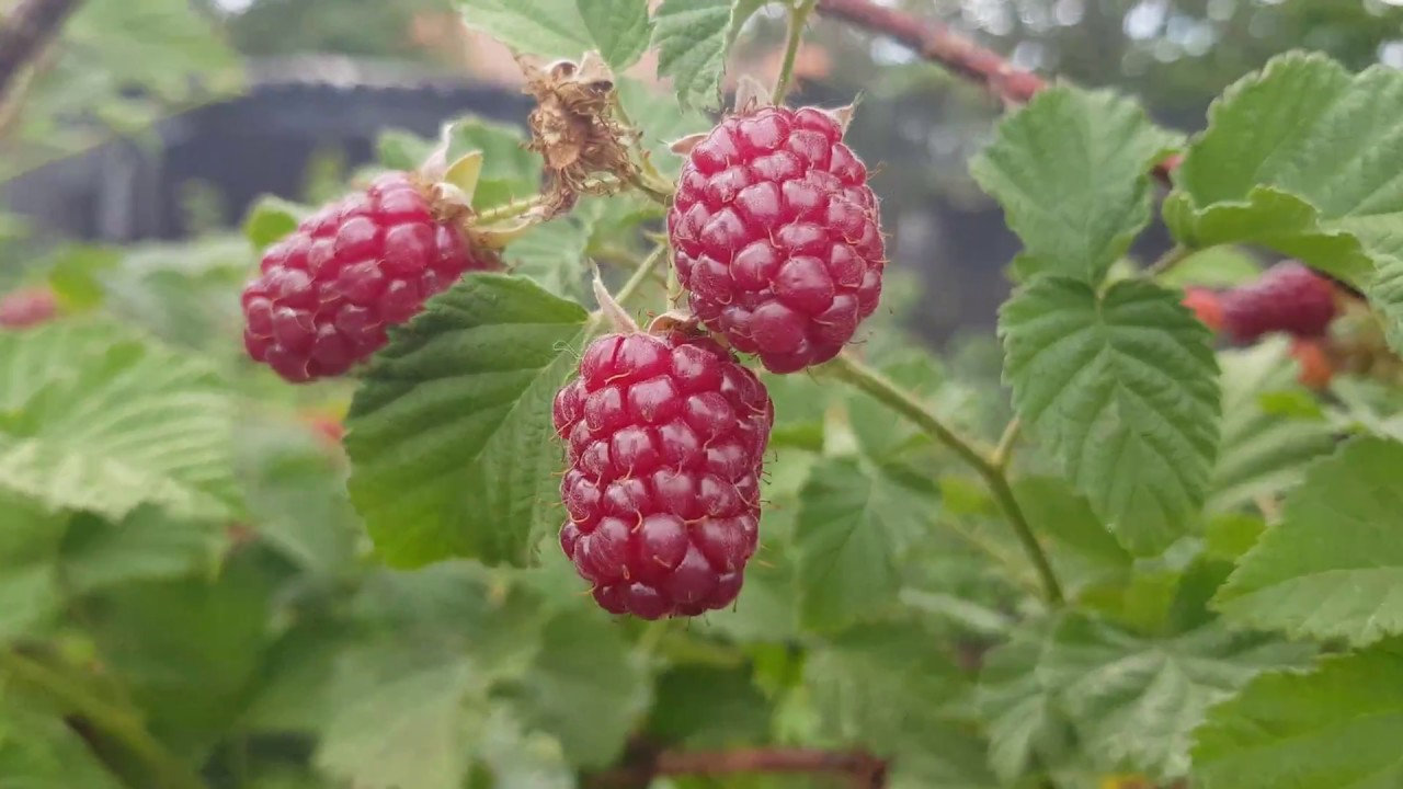 Tayberry Medana