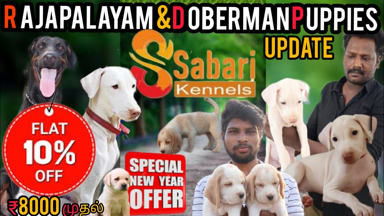 Native Breed Rajapalayam & Doberman Puppies low price |Cheapest Dog Kennel Chennai