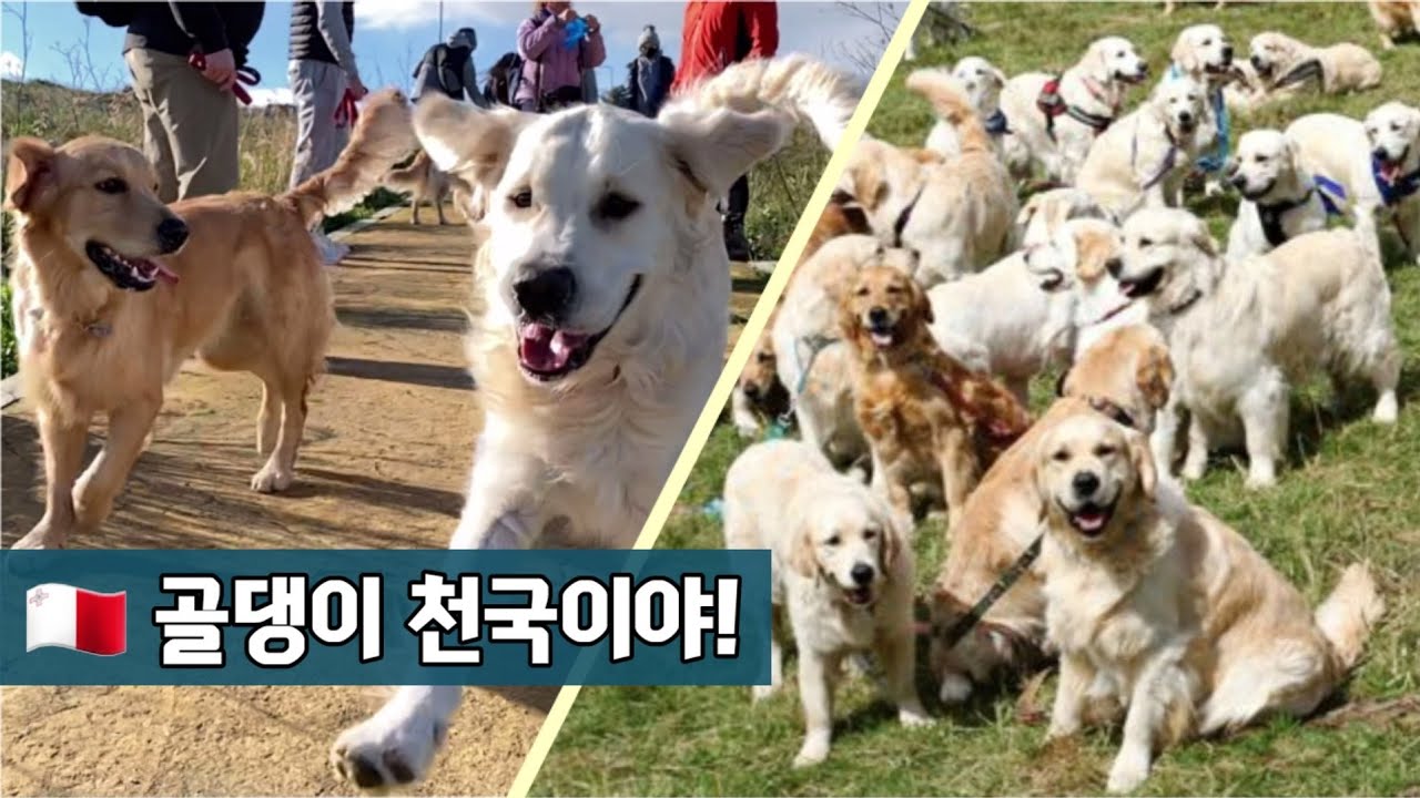 몰타 브이로그 / 유럽 몰타 실시간 /  골든리트리버 대형견 모임에 참석하다! (정기회 가입 첫날) Golden retriever club in malta / malta vlog