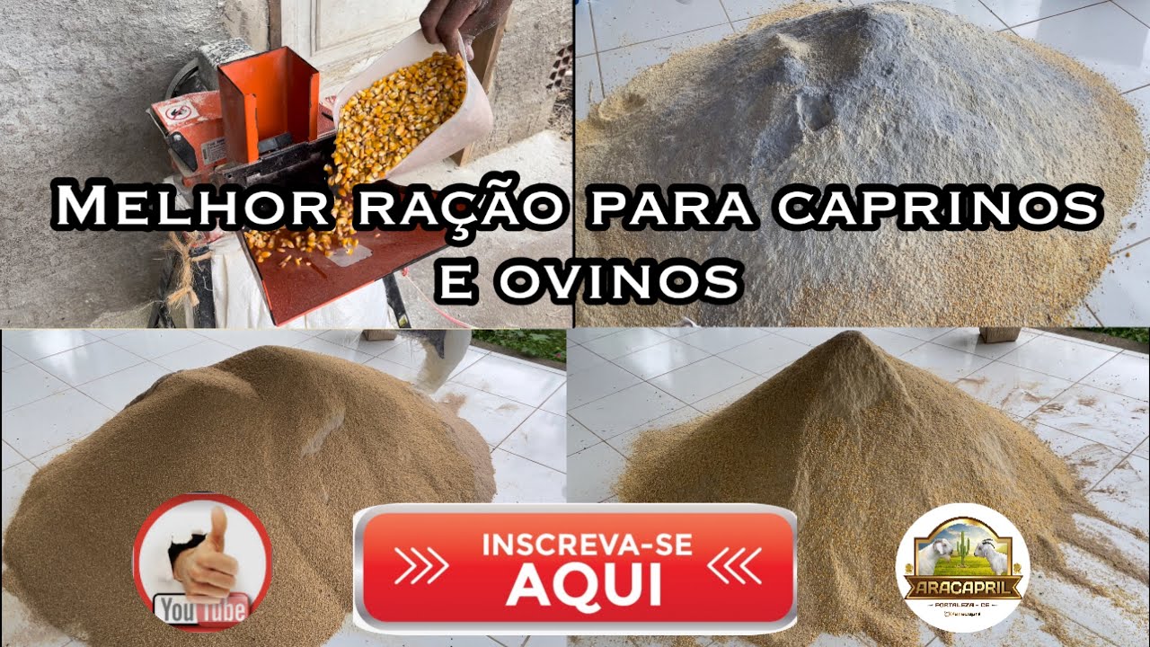 Melhor ração para caprinos e ovinos