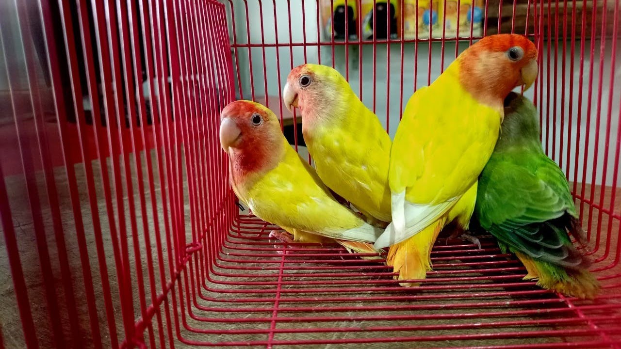Sais pets world| Pet shop in kumbakonam| variety variety|