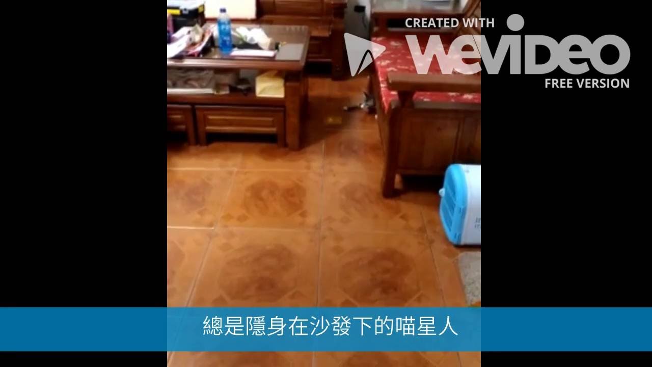 BORNIER 養了毛孩這麼久,終於見面了