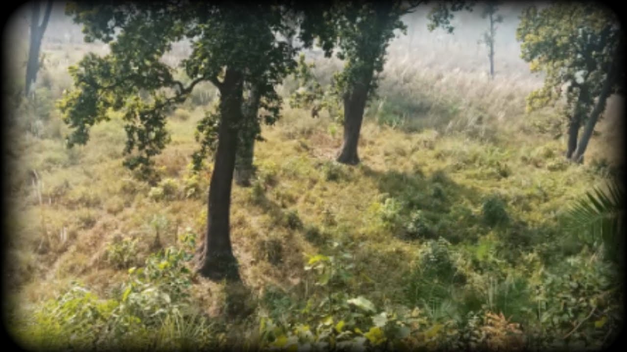 Jungle ma ghumna gako 🦸‍♂️