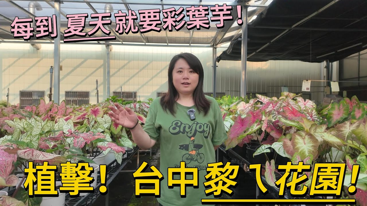 植擊！再訪台中「黎ㄟ花園」尋覓宇宙唯一彩葉芋！
