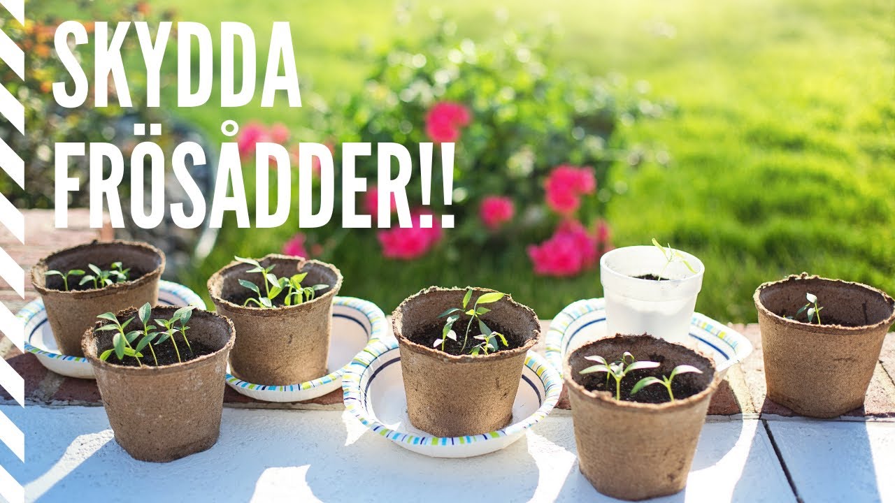 Så skyddar jag mina frösådder och blir av med ohyra - genom att sterilisera jorden