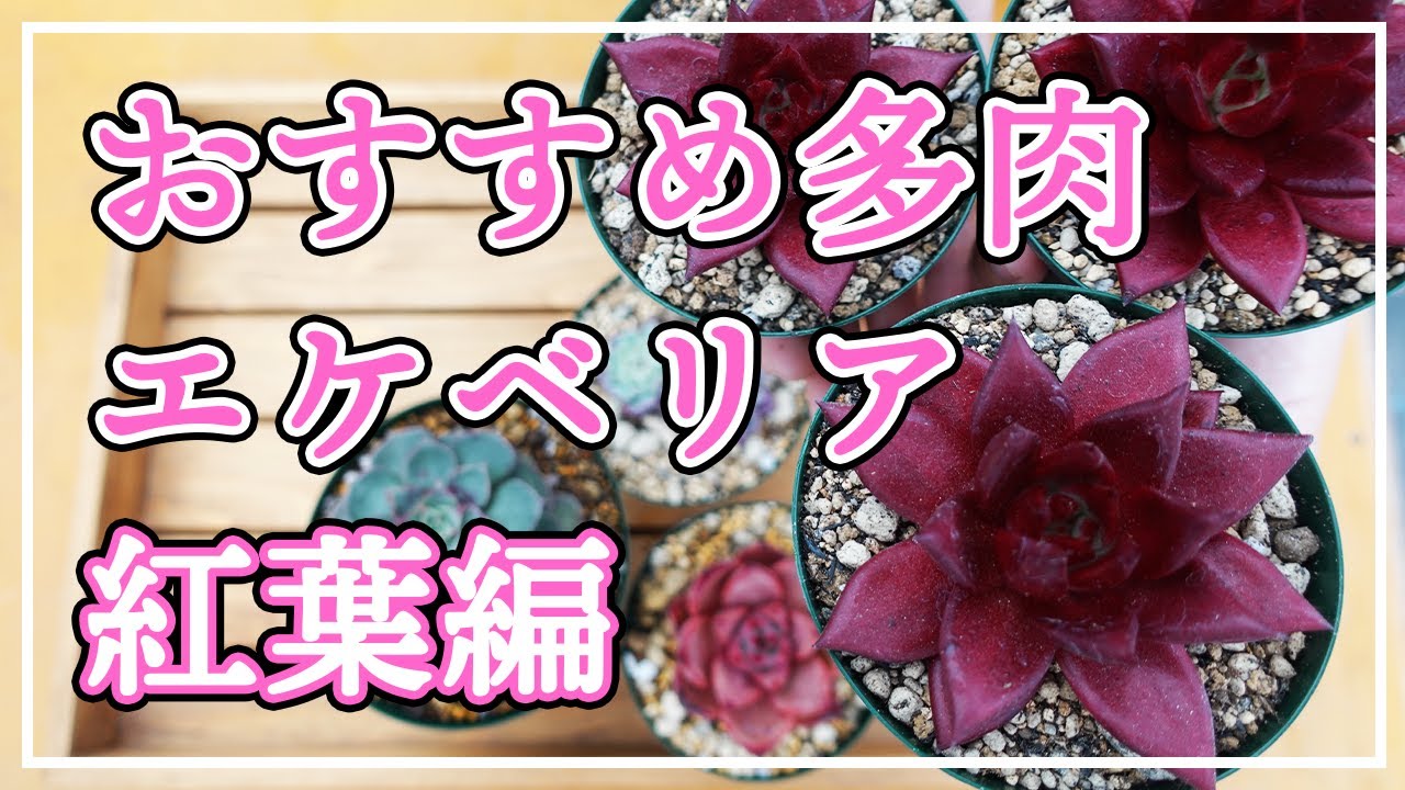 【多肉植物】おすすめのエケベリアをご紹介します。今回は紅葉の素敵なエケベリアです！
