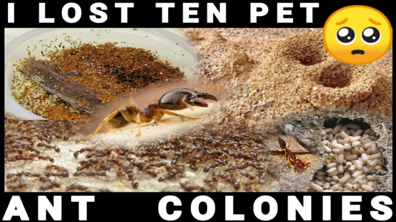 THE BIGGEST CHALLENGE | D colony