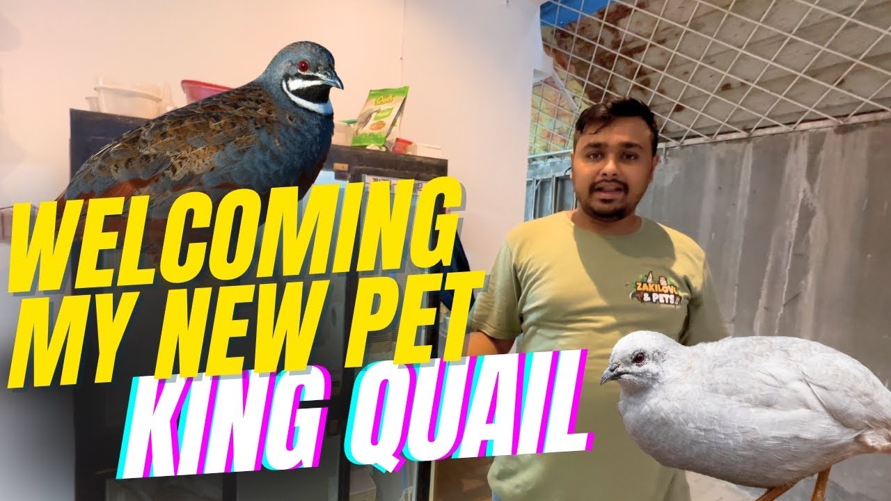 King Quail is my New Pet | কিং কোয়েল নিয়ে নিলাম মিরপুর ১ পাখির হাট থেকে | Mirpur 1 Bird Market