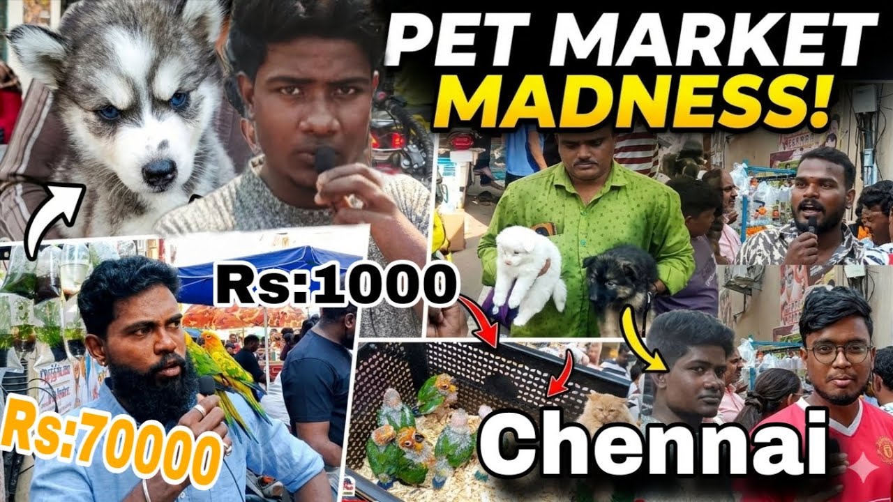 😱Chennai pets market 😽🎉