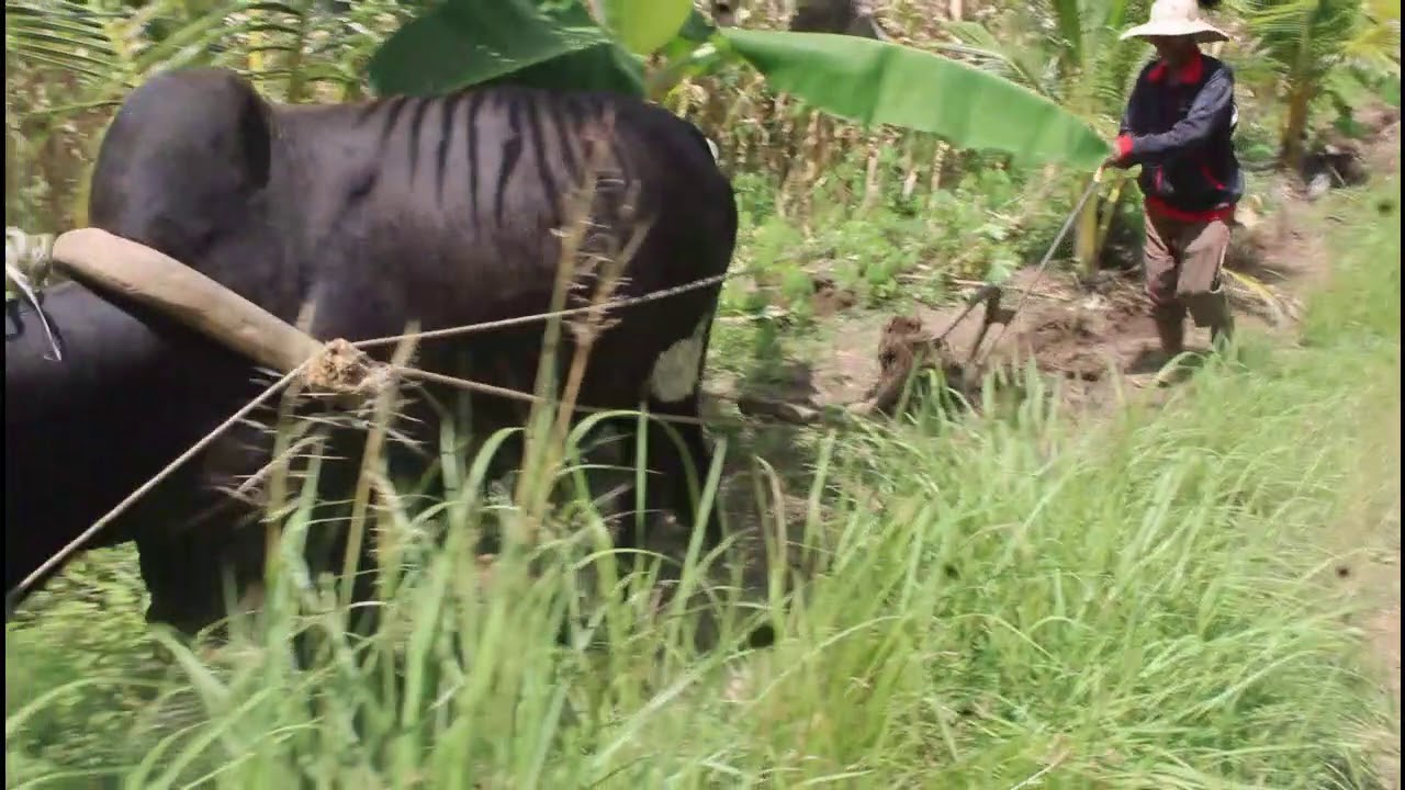 Philippine Native Cattle | Department of Agriculture VII Pass the Bull Program