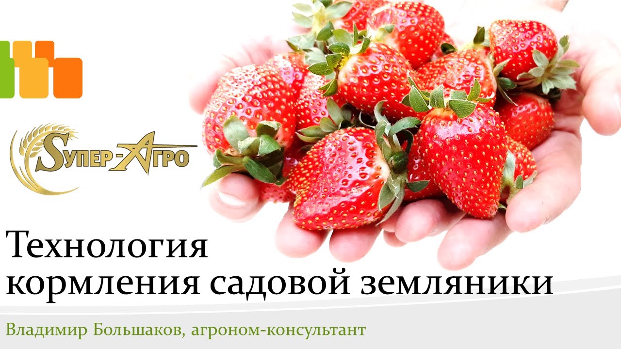 Технология кормления садовой земляники - семинар в Белореченске