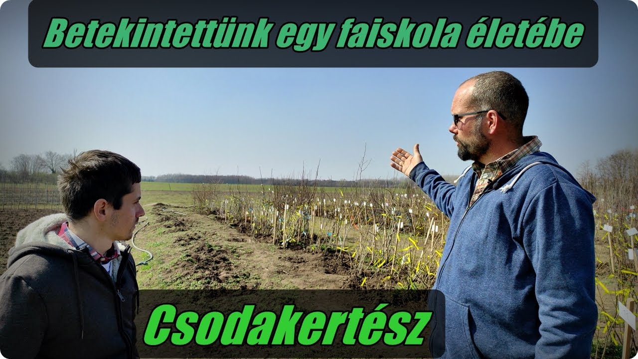 Betekintettünk egy faiskola életébe - Barna és Fiai Faiskola