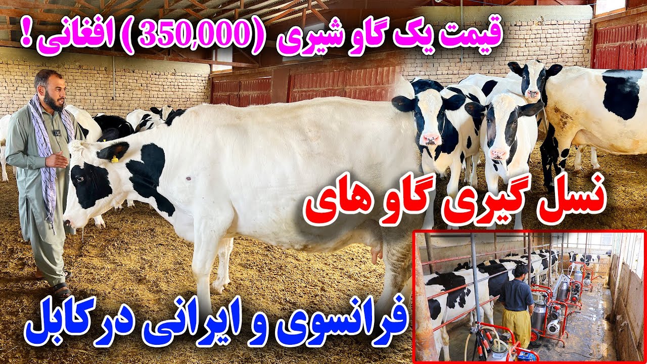 تجارت کوچک فارم گاو داری فرانسوی و ايرانی/نسل گیری بزگترین گاو های خارجی در کابل