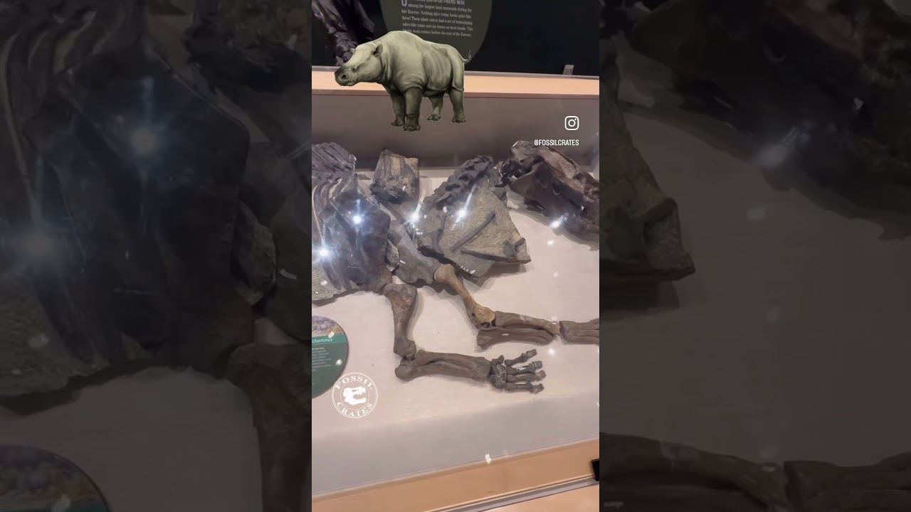 Adorable Sphenocoelus: The Little Brontothere #shorts #paleontology #prehistoriclife