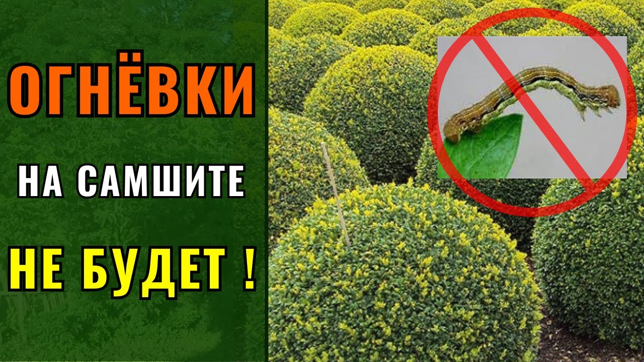 Огнёвка на самшите. Сделайте это и избавитесь навсегда.